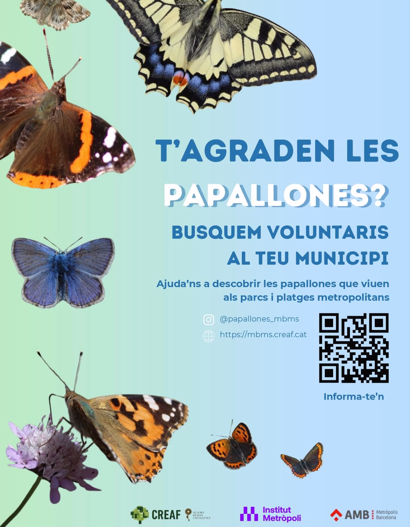 Observatori metropolità de papallones mBMS en Pallejà