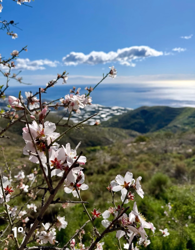 Cartel de VI Concurso de Fotografía “Albuñol y el Almendro en Flor” en Albuñol