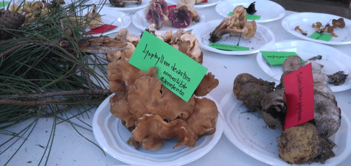 Festa do cogomelo 2026 en Betanzos