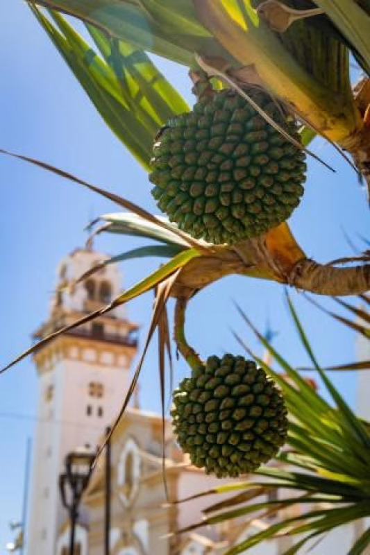 Fiestas de La Candelaria en Candelaria