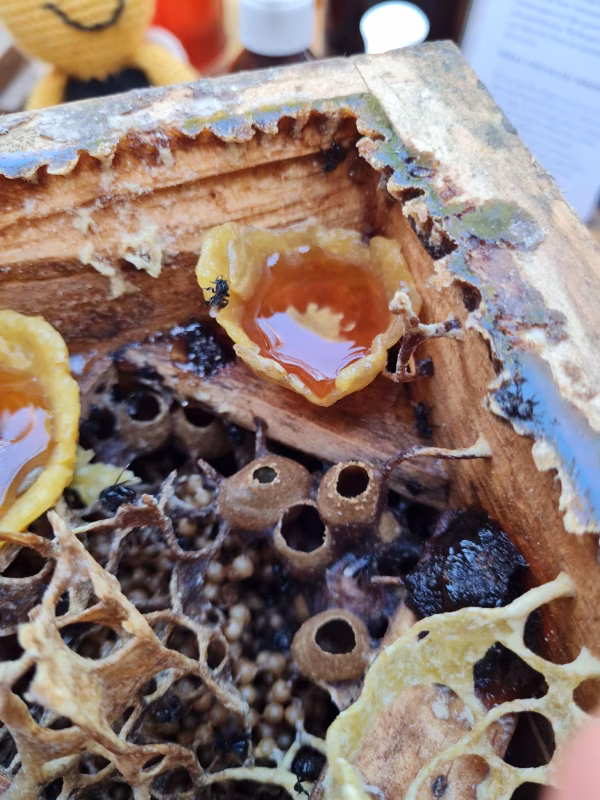 Honey Tasting with Miel Nativa Kaban en Mérida