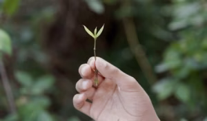 Exposició "Assenyala un punt (fora del perímetre de la secció d’un arbre per indicar que ve del futur)", de Lúa Coderch