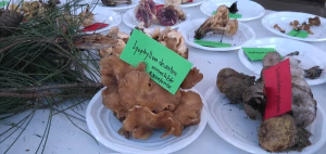 Festa do cogomelo 2026