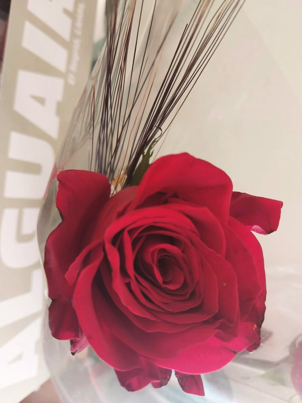Actividades de Sant Jordi y el Día de los Enamorados en Alguaire
