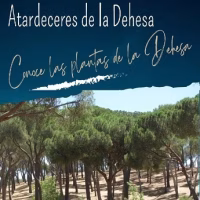 Atardeceres en La Dehesa: Itinerario botánico. Conoce las plantas de La Dehesa