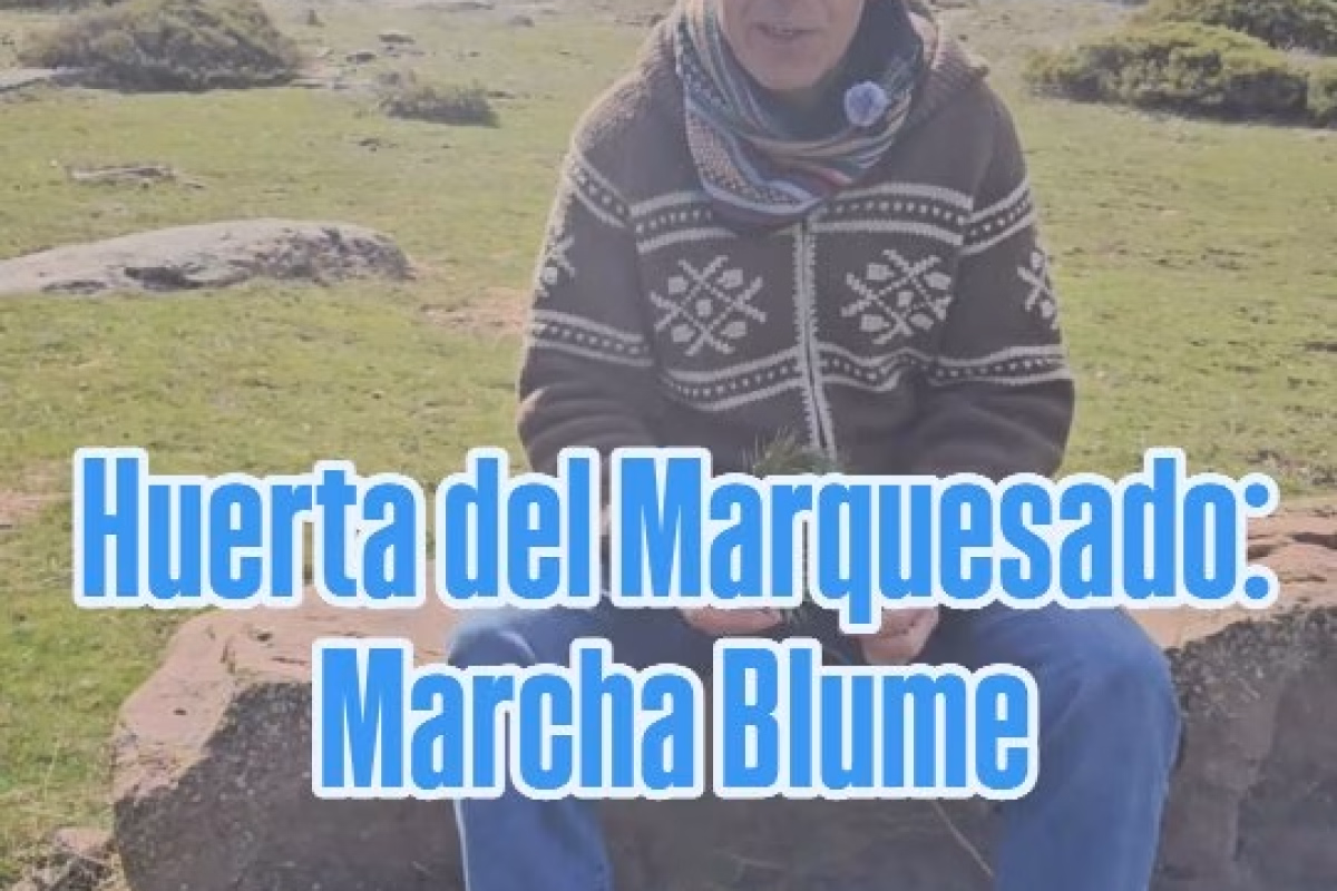 Marcha Blume Huerta del Marquesado en Huerta del Marquesado