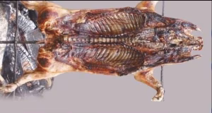 Festa Gastronómica do Cochiño