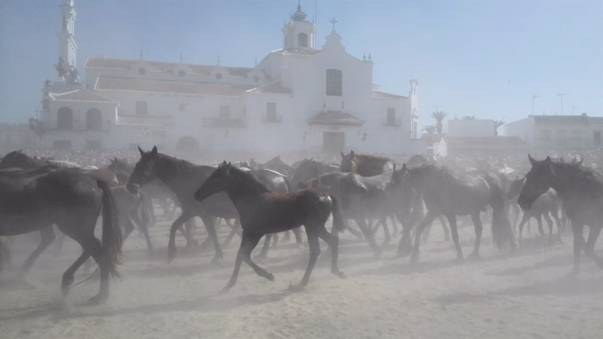 Saca de las Yeguas en Almonte